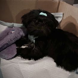 Shih Tzu Puppies from P&B Tzu Tribe