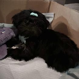 Shih Tzu Puppies from P&B Tzu Tribe