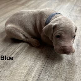 Link - Silver gray male Weimaraner puppy in Spartanburg, South Carolina from Palmetto State Weimaraners