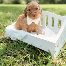 Ace - Apricot male Goldendoodle puppy in Ooltewah, Tennessee from Allison Family Doodles