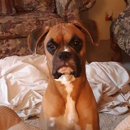 Boxers from Celia Calbert