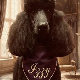 Izzy - Poodle