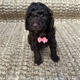 Goldendoodle Puppies from Our Darling Doodles