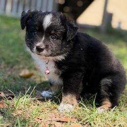 Rita - Black tri female Toy Australian Shepherd puppy in Polk City, Florida from Skaky Shepherds