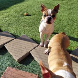 Boston Terrier puppies from Meatloaf's Bostons Family