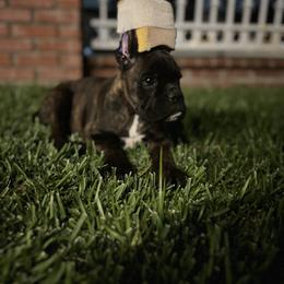 Boxer Puppies from Euro boxers of SoCal