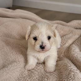 Goldendoodle and Maltipoo Puppies from ENC Goldendoodles And Maltipoos