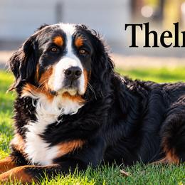 Thelma Lou - Bernese Mountain Dog