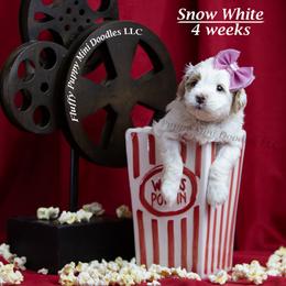 Snow White (Purple Collar) girl - Parti female Goldendoodle puppy in Corona, California from Fluffy Puppy Mini Doodles LLC