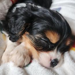 Damon - Tri-color male Cavalier King Charles Spaniel puppy in Sparta, Georgia from Southern Edge Kennel