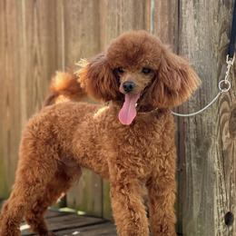 Lorenzo - Poodle