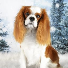 Moira - Cavalier King Charles Spaniel