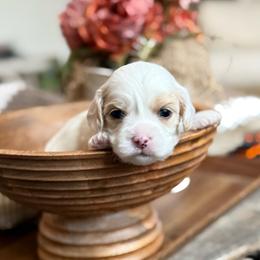 Kingsley - Apricot and white male Cavachon puppy in Draper, Utah from Peaks Pups — Exceptional by Nature. Raised with Purpose.