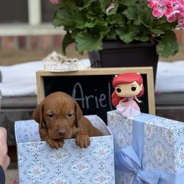 Ariel - Golden rust female Vizsla puppy in Bloomington, Indiana from Envizion
