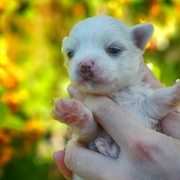 Companion Cross, Maltese, and Maltipoo Puppies from Seeking Shalom Acres Maltese, Maltipoos & Havamalts