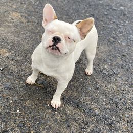Chanel - French Bulldog