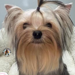 Paris - Yorkshire Terrier