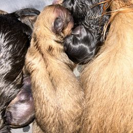 Pumpkin - Orange sable female Pomeranian puppy in Zavalla, Texas from Precious Puff Poms