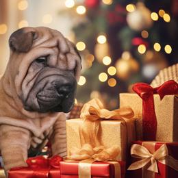 Scooby - Brown male Chinese Shar-Pei puppy in Bakersfield, California from Cashmerewrinkles