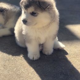 Alaskan Malamute Puppies from Sigma Alaskan Malamutes