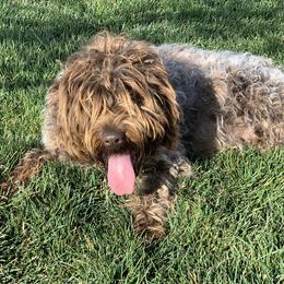 Ruby - Wirehaired Pointing Griffon