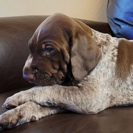 German Shorthaired Pointers from Wild E Ranch