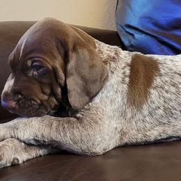 German Shorthaired Pointers from Wild E Ranch