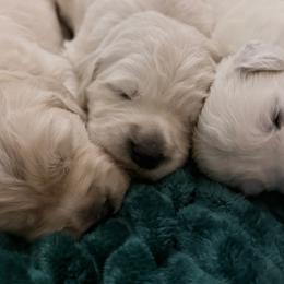 Grey collar - Light golden male Golden Retriever puppy in New Canton, Virginia from Mount Calm Golden Retrievers