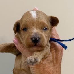 Blue collar - male - Apricot male Goldendoodle puppy in Cape Coral, Florida from Nay Nays Mini Doodles