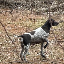 Dyna - German Shorthaired Pointer