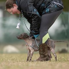 American Hairless Terrier All Grown Up from New Hope Kennel