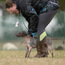 American Hairless Terrier All Grown Up from New Hope Kennel