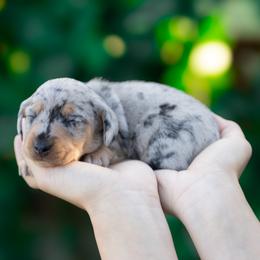 Tazz - Dapple male Dachshund puppy in Fort Myers, Florida from Blossom Paws