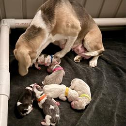 Pink collar- girl - Blue tan and white female Beagle puppy in Las Vegas, Nevada from Hound Kings