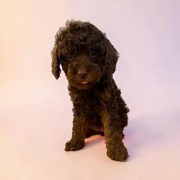 Phantom Girl 2 - Phantom female Poodle puppy in Oneida, Tennessee from Pippa’s Place Poodles