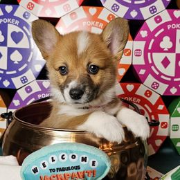 Gypsy- docked tail - Red female Pembroke Welsh Corgi puppy in Deming, New Mexico from Dragon Ridge Corgis