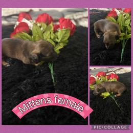 Mittens - Red female Dachshund puppy in Elko, Nevada from Willow Creek Dachshunds, and Collies