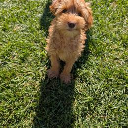 Comet - Caramel cream male Australian Labradoodle puppy in Sacramento, California from Delta Breeze Labradoodles
