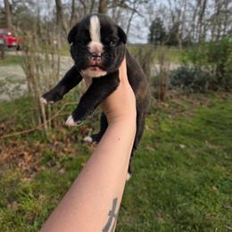 Cara - Brindle female Boxer puppy in Billings, Missouri from Azaleas Euro Boxers & Boston Terriers
