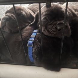 Cane Corso Puppies from Rock Creek Cane Corso