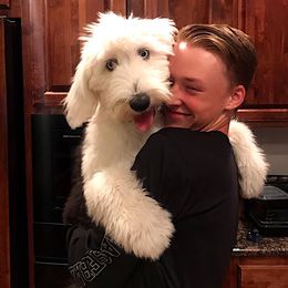 Sheepadoodle Puppies from Narrow Path Puppies