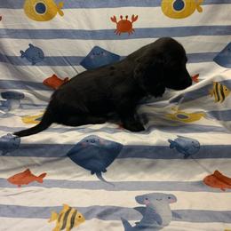 Girl 1 - Black female Dachshund puppy in Vinton, Iowa from Lerch Family Dachshunds