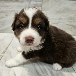 Mya f3 light blue - Red tri-color female Australian Shepherd puppy in Arbela, Missouri from County Line Aussies
