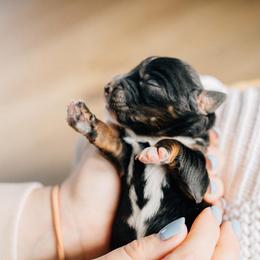 Sierra - Black tri female Miniature Australian Shepherd puppy in Enoch, Utah from Twisted H Aussies