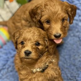 Goldendoodle Puppies from Coal Country Doodles