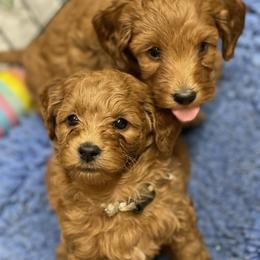 Goldendoodle Puppies from Coal Country Doodles