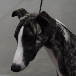 Chihuahuas and Whippets from Kemar