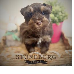 Miniature Schnauzer Puppies from Stoneberg Farms Schnauzers