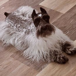 Orie - Miniature Schnauzer