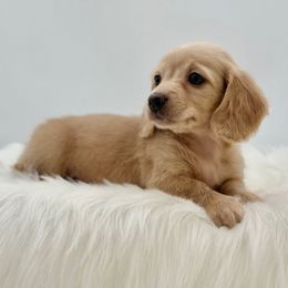 Sasha - Cream female Dachshund puppy in Litchfield, Illinois from Charmm Dachshunds